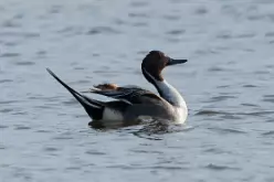 Pintail